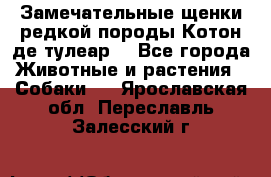 Замечательные щенки редкой породы Котон де тулеар  - Все города Животные и растения » Собаки   . Ярославская обл.,Переславль-Залесский г.